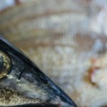 fotografía especializada