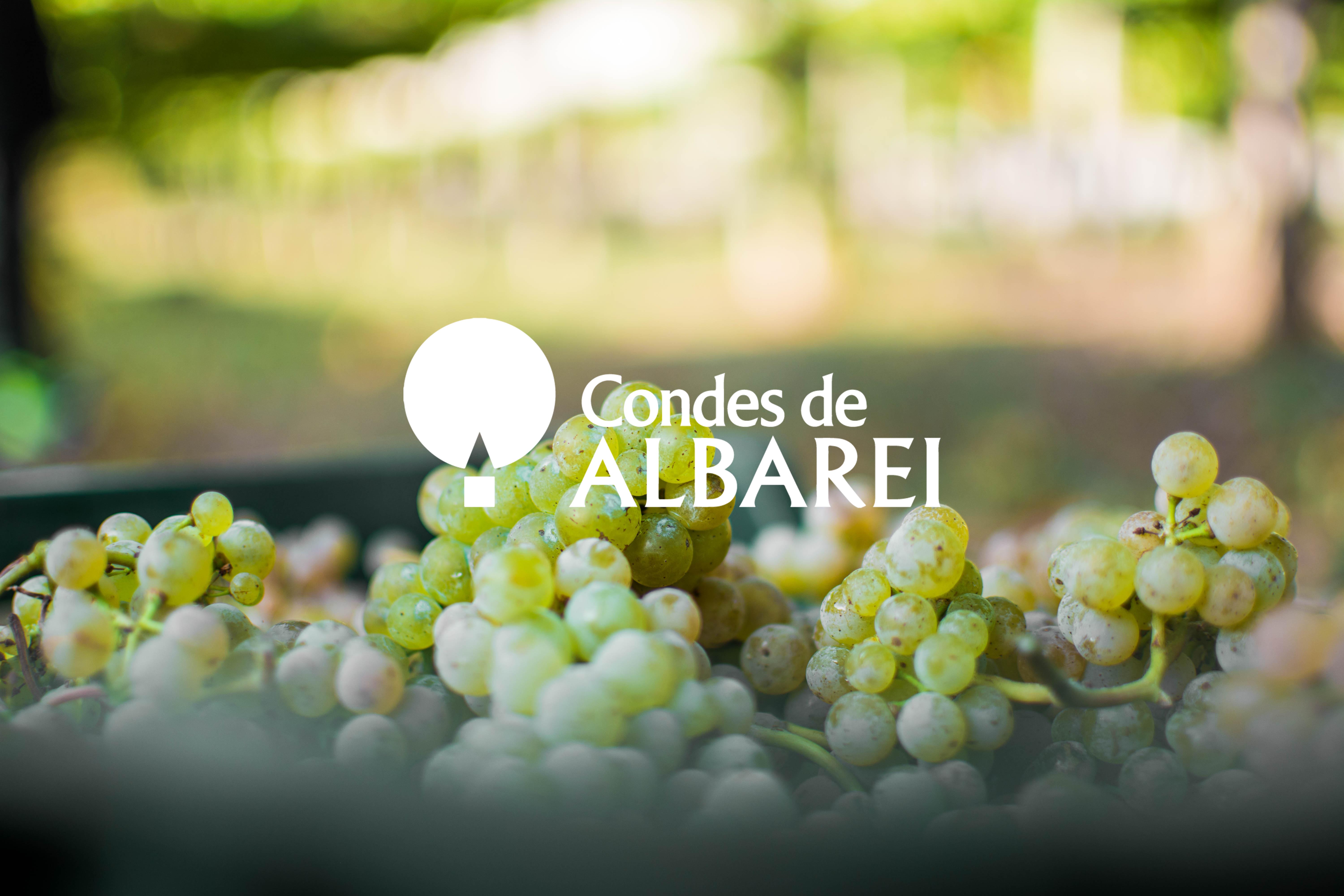 bodega condes de albarei